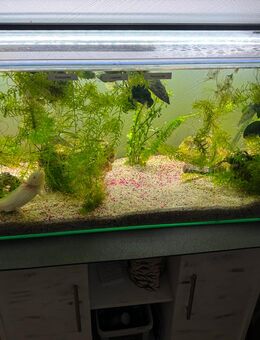 3 Axolotl inklusive Aquarium - Salzatal