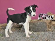 Zeigen Sie Elias weitere spannende Dinge - Essingen (Rheinland-Pfalz)