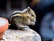 Streifenhörnchen (Chinesische Baumstreifenhörnchen) - Bremervörde