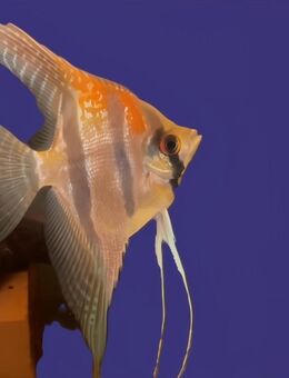 Pterophyllum scalare „Santa Isabel" 9- er Gruppe - Thüngen