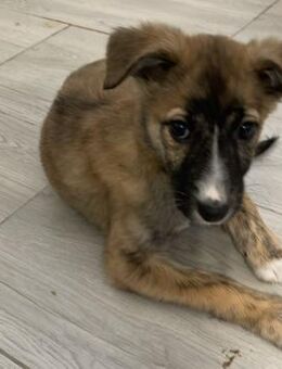 WHITNEY - liebes kleines Hundemädchen - Velbert