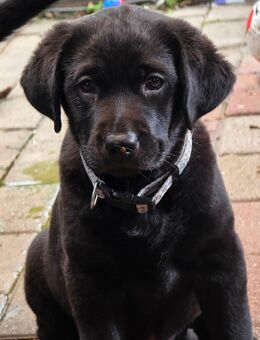 Labrador Welpen - Furth