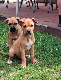 Terriermix welpen - Plattenburg