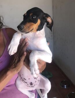 Welpe 💞 Tango sucht Zuhause (Ho) - Ludwigshafen (Rhein)