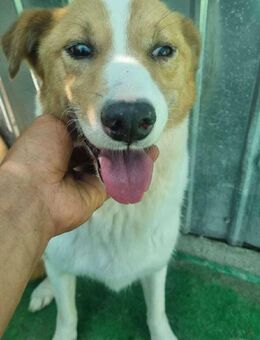 Nobby - wer hilft ihm ins Leben zurück? - Overath