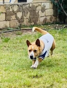 AARON - der seine Liebsten verloren hat - Oberhausen (Rheinland-Pfalz)