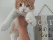 Mogly 🐾 ist ein flauschiges Kerlchen 🐱 - Kirchheim (München)