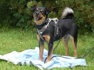 Lego - Pinscher-Mix - 5 Jahre - Tierhilfe Franken e.V. - Lauf (Pegnitz) Zentrum