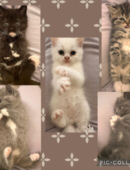 Katzenbabys BKH - Witten