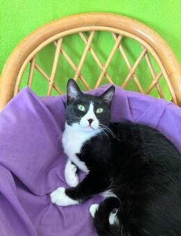 Seledka FIV+ - kuschlig und verspielt - Kirchheim (München)