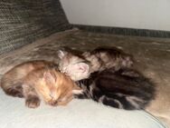 Süße Katzen zum verkaufen - Kirchheim (Teck)