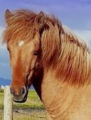 Reiten & Züchten plus Charakter, Tölt ... in wechselnder Farbe in 65183