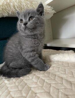 BKH Kitten - Pforzheim