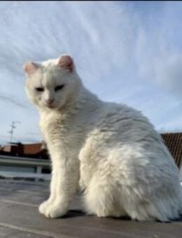 Süße Geschwister Frieda und Mona - Margetshöchheim