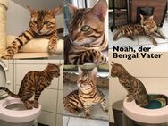 Bengal Kater mit Stammbaum Menschenklonutzer und Leinenführig menschenbezogener Schnurrer kastriert - Mainz