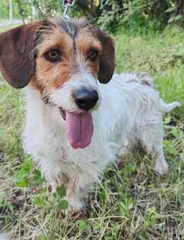 Allie ist ein kleiner Sonnenschein, der jeden mit Liebe und Fürsorge überschüttet..... - Hünfelden