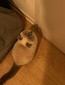 Katzen Baby in 10557