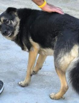 Sombra hat zu Hunden einen super Charakt - Donaueschingen