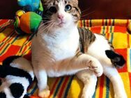 Tolles kleines Katzenmädchen MISSY ♥️ - München
