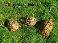 Zuchtgruppe Griechischer Landschildkröten, THB, eierlegend - Göppingen