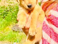 Australien Shepherd Hundewelpe Mix (Rüde) - Barkhagen