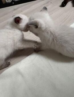 Reinrassige Siamkitten – 2x2 in liebevolle Hände abzugeben - Sandstedt