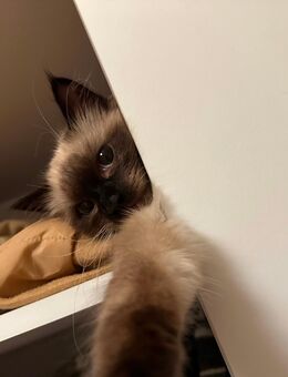 Siamese/Ragdoll Katze sucht ein liebevolles neues Zuhause💕 - Hamburg