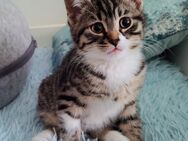 Süße BKH MIX Babykatzen . - Köln