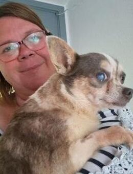 Gigi, ruhige & gemütliche Chihuahua-Dame - Remagen