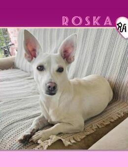 🤍 ROSKA - Hast du noch Platz für mich? - Alfeld (Leine)