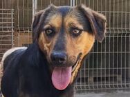 Wundervolle Aylini sucht ihr Zuhause - Hamburg