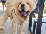 Chow Chow Charlie - ein stolzer Schatz - Krefeld