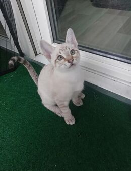 Kater, Siamese, 3 Monate, zu verkaufen - Pulheim