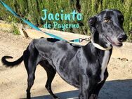 Jacinto de Payerno lieber Galgo 3/21 ESP - Ruppertsecken