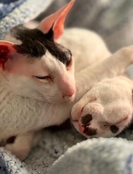 2 Cornish Rex Brüder suchen ein liebevolles und ruhiges Zuhause zum Ankommen - Lohmar