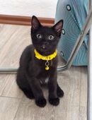 Kater abzugeben 🐾 in 44866