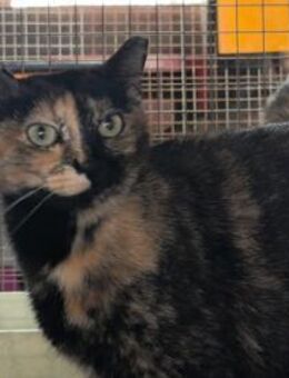 Paloma eine liebevolle Schmusekatze - Walluf