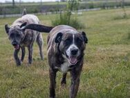 Max sucht ein Zuhause - Remagen