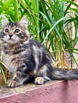 Energiegeladener Kater Beyhan sucht ein liebevolles Zuhause! - Lorch (Hessen)