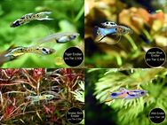 Endler, Guppy, reinerbig, ab 2€ - Mechernich