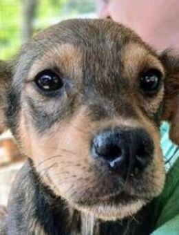 ANDY-6 Mon., bezaubernder Jung-Rüde,42cm - Rösrath