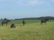 Einstellplatz in Nordseenähe für eine Stute frei - Lintig