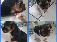 Yorkshire terrier welpen Biewer mit Ahnentafel - Emstek
