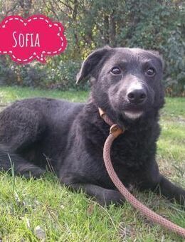 Sofia ein Engel mit gebrochenen Flügeln - Flörsheim-Dalsheim