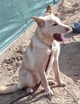 Pola - Hundejunge sucht sein Glück - Köln