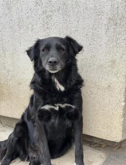 Kuschelkönigin Ava sucht dich - Celle