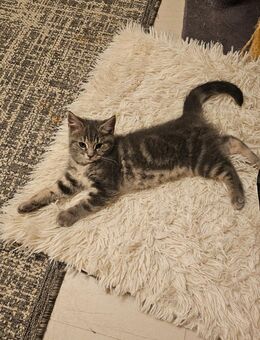 BKH-Mix Kitten - Wettenberg