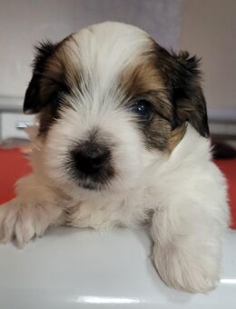 Biewer Yorkshire Terrier Welpe - Euskirchen