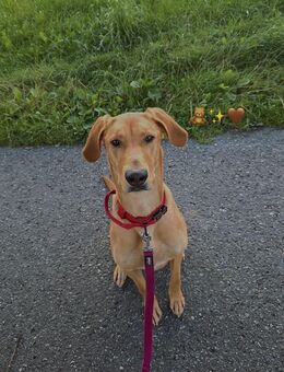 Nala sucht Ihre Familie 🌸 - Frasdorf