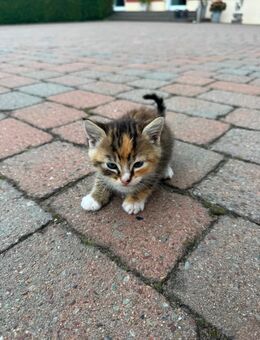 Babykatze - Nordkirchen